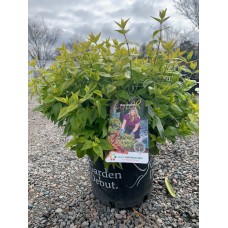 Kaleidoscope Abelia 3 Gal